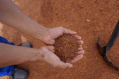 Rooibos-Tee aus Fairem Handel